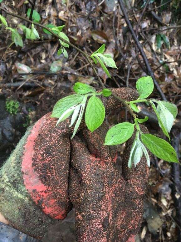 这个是不是野老鸦柿下山桩 图片