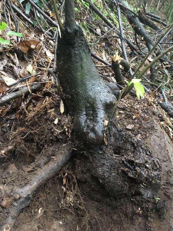 这个是不是野老鸦柿下山桩 图片