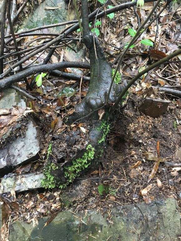 这个是不是野老鸦柿下山桩 图片