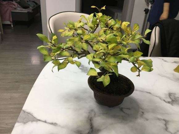 上海老鸦柿盆景 过冬要拿进室内吗