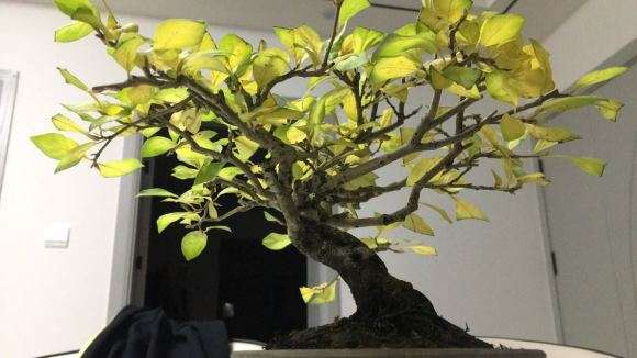 上海老鸦柿盆景 过冬要拿进室内吗