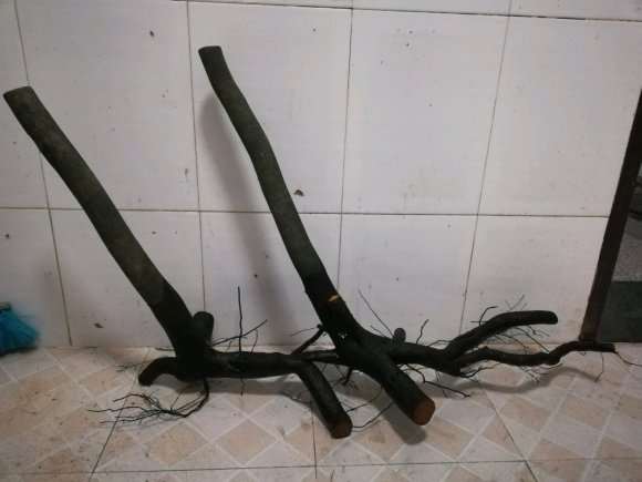 听说某个团队把老鸦柿下山桩挖疯了