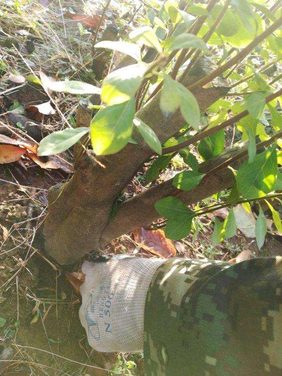 听说某个团队把老鸦柿下山桩挖疯了