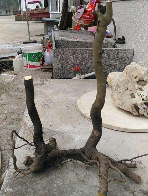 大年初一就上山挖老鸦柿下山桩 图片