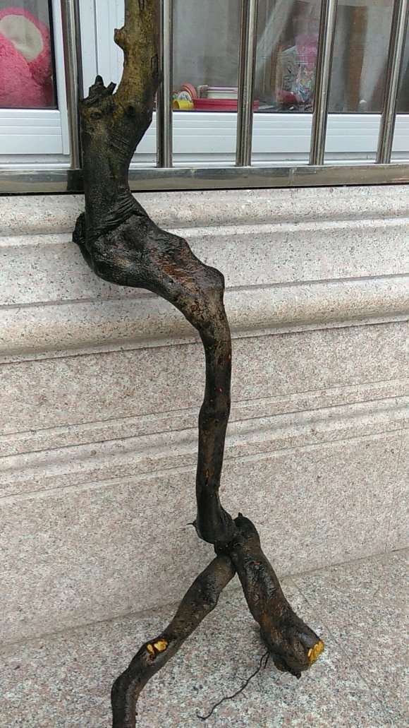 大年初一就上山挖老鸦柿下山桩 图片