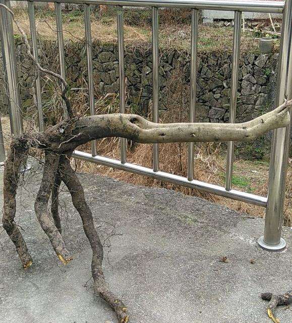 大年初一就上山挖老鸦柿下山桩 图片