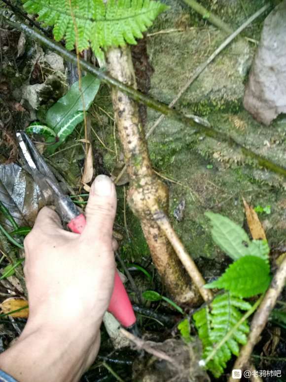 上山捡了个别人砍了的老鸦柿下山桩 图片