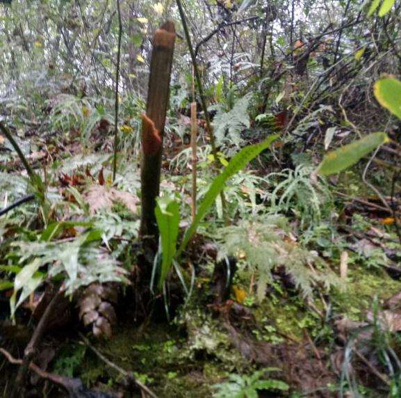 上山捡了个别人砍了的老鸦柿下山桩 图片