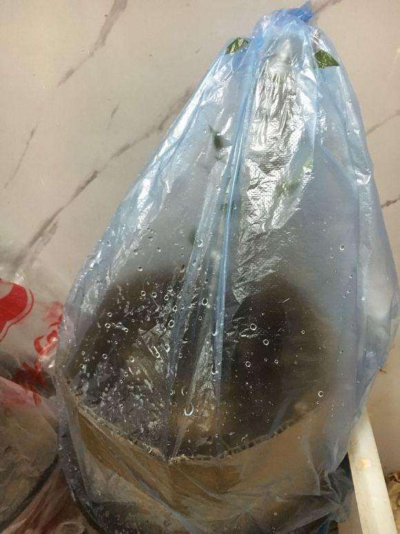 图解 君迁子接老鸦柿下山桩的实验