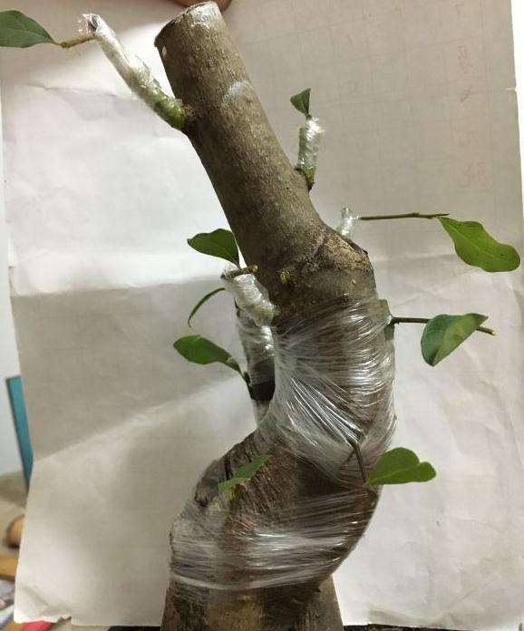图解 君迁子接老鸦柿下山桩的实验