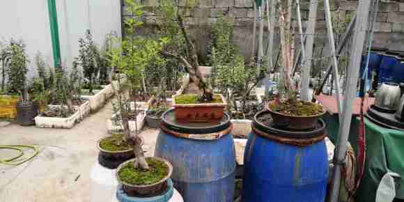 老鸦柿下山桩掉果是什么原因 图片