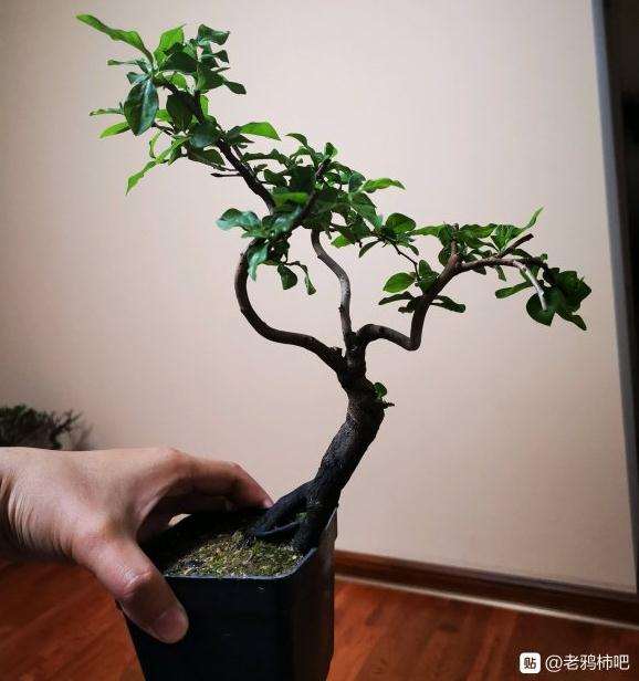 这个老鸦柿盆景如何造型