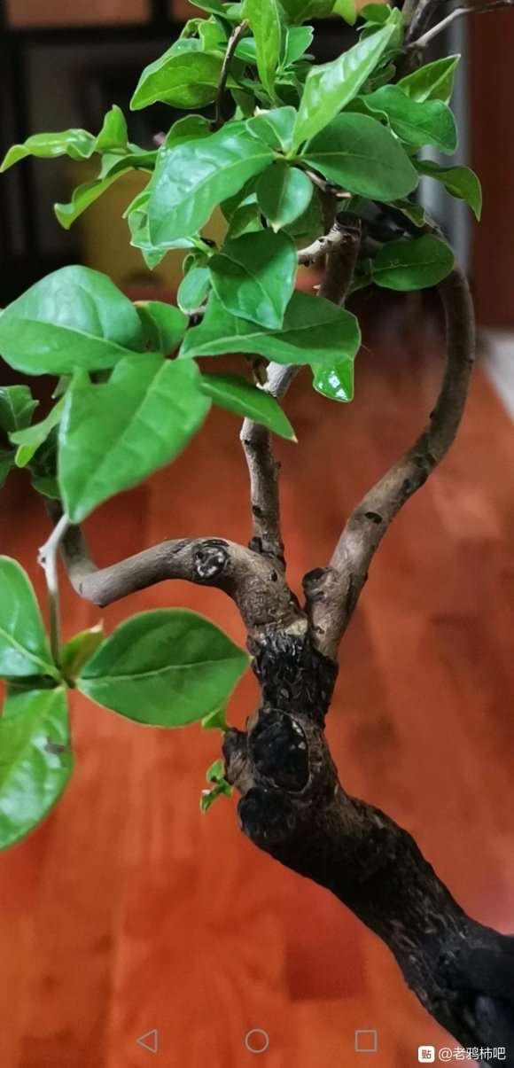 这个老鸦柿盆景如何造型