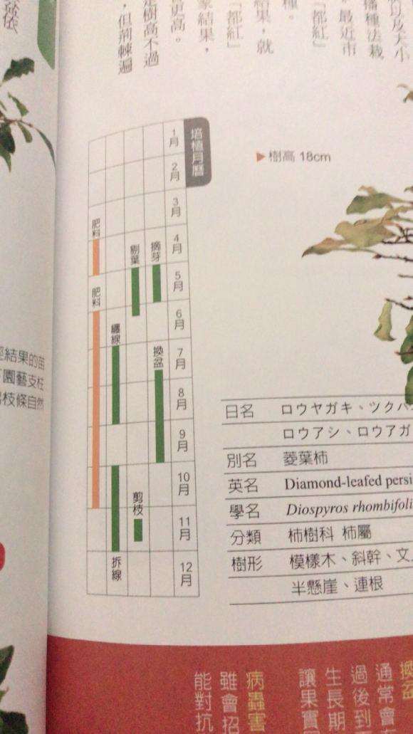 老鸦柿盆景几月份换盆比较好