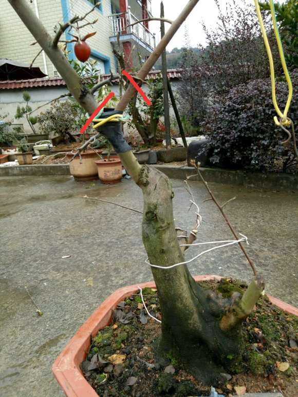 老鸦柿下山桩顶枝一级枝继续养