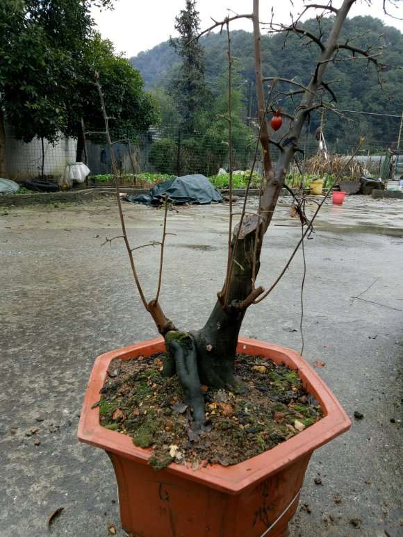 老鸦柿下山桩顶枝一级枝继续养