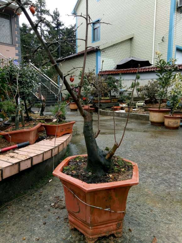 老鸦柿下山桩顶枝一级枝继续养