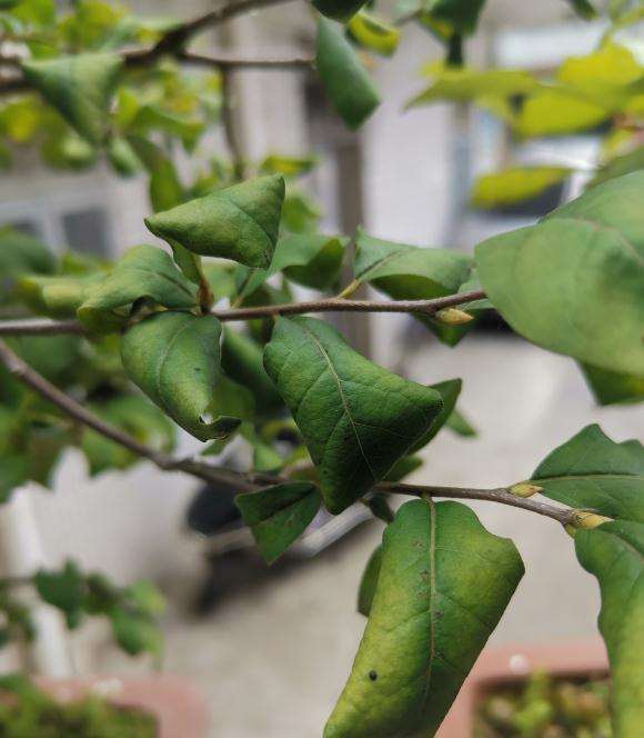 老鸦柿下山桩什么情况