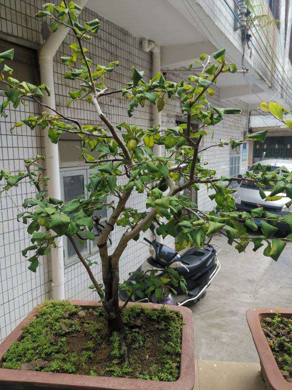 老鸦柿下山桩什么情况