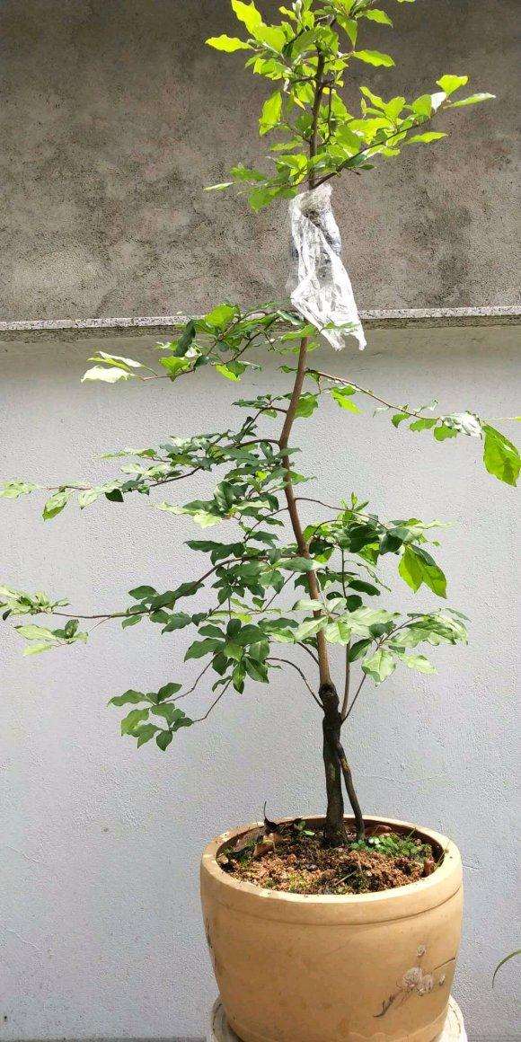 老鸦柿下山桩 稍微有点造型 可以吗