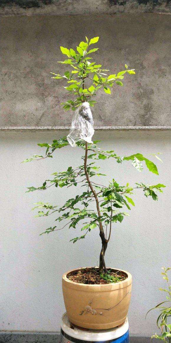 老鸦柿下山桩 稍微有点造型 怎么样