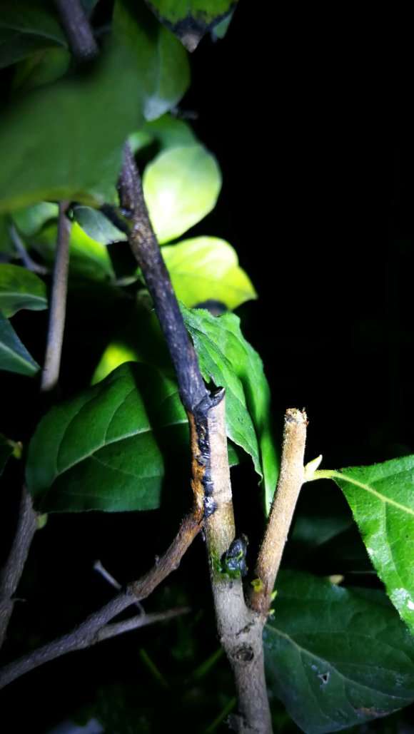 老鸦柿下山桩嫁接不活