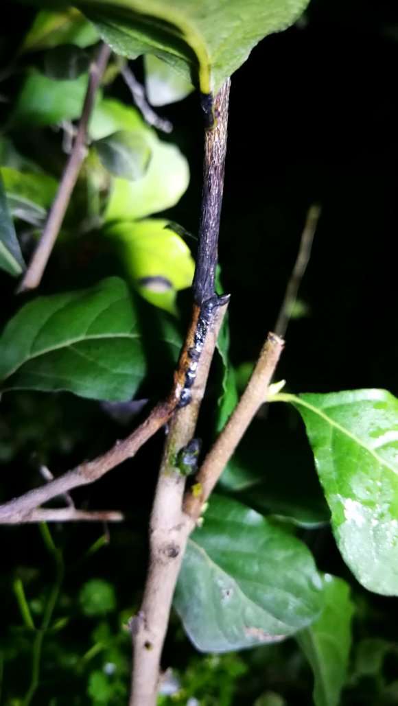 老鸦柿下山桩嫁接不活