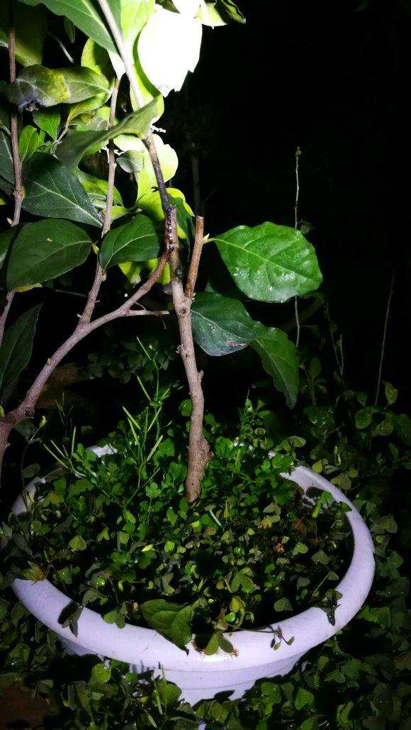 老鸦柿下山桩嫁接不活