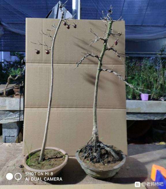 去年带果老鸦柿下山桩 到现在都不发芽