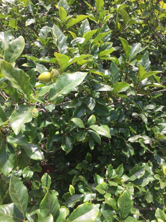 请教下这是老鸦柿下山桩吗