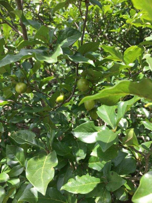 请教下这是老鸦柿下山桩吗