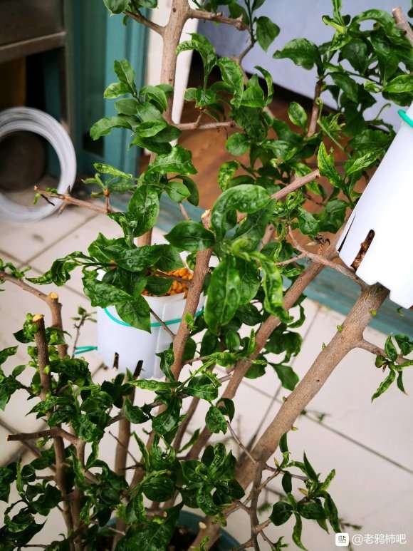 老鸦柿下山桩叶子卷曲是什么情况