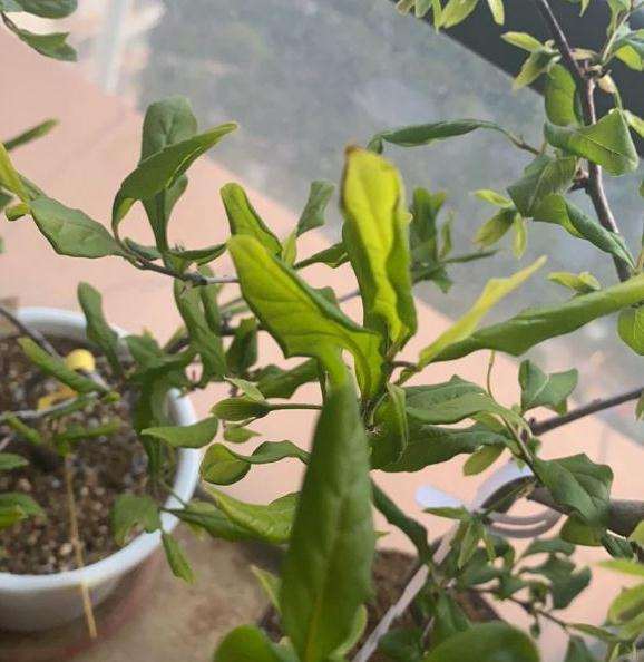 老鸦柿下山桩叶子这么黄