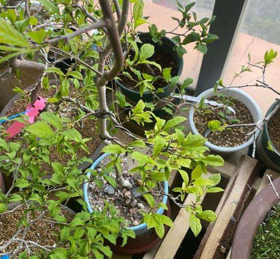 老鸦柿下山桩叶子这么黄