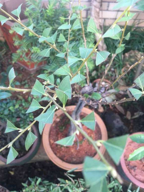 这是老鸦柿下山桩叶芽 还是花芽 图片