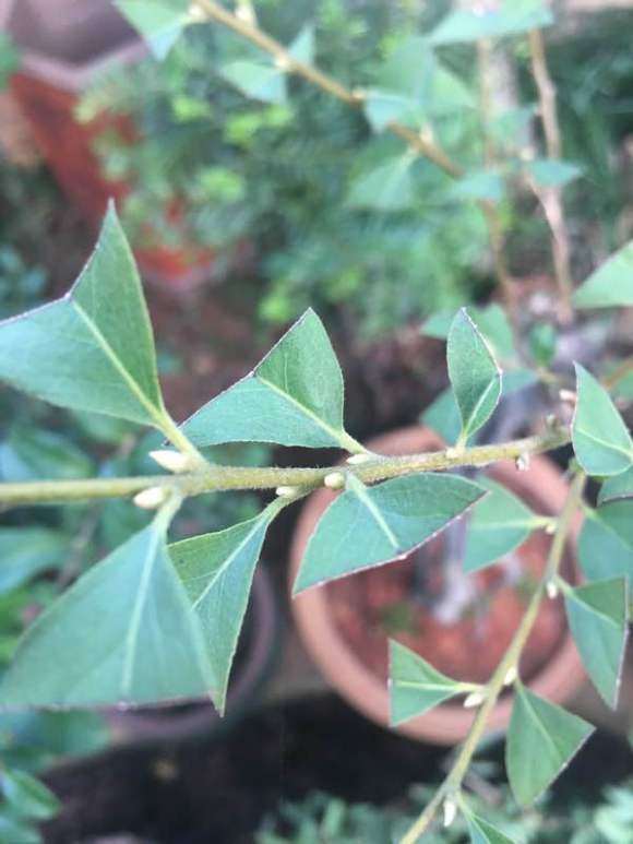 这是老鸦柿下山桩叶芽