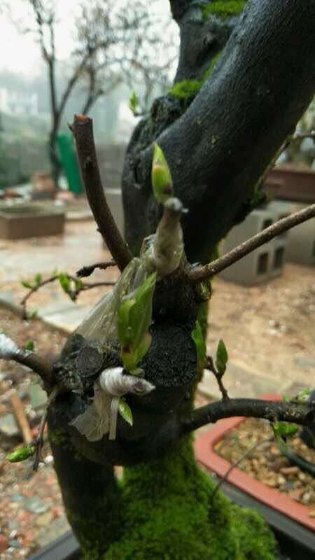 为什么老鸦柿下山桩嫁接等10个月才发芽