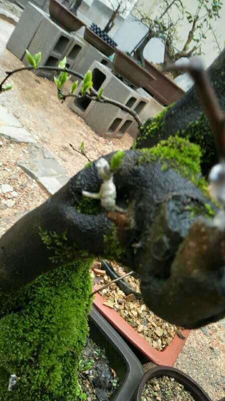 为什么老鸦柿下山桩嫁接等10个月才发芽