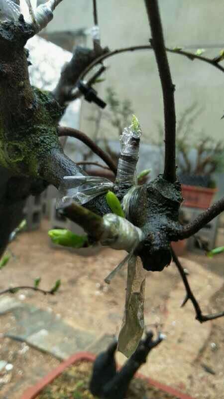 老鸦柿下山桩嫁接的等10个月才发芽