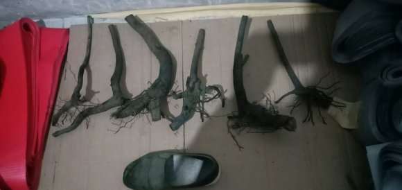 北方冬季怎么种植老鸦柿下山桩的3个方法