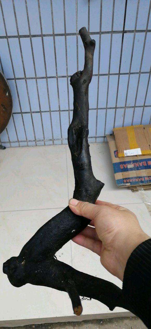 北方冬季怎么种植老鸦柿下山桩的3个方法
