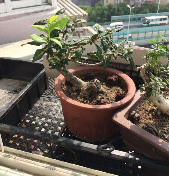 怎么摘掉老鸦柿下山桩的老叶吗 图片