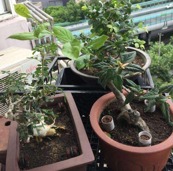 怎么摘掉老鸦柿下山桩的老叶吗 图片