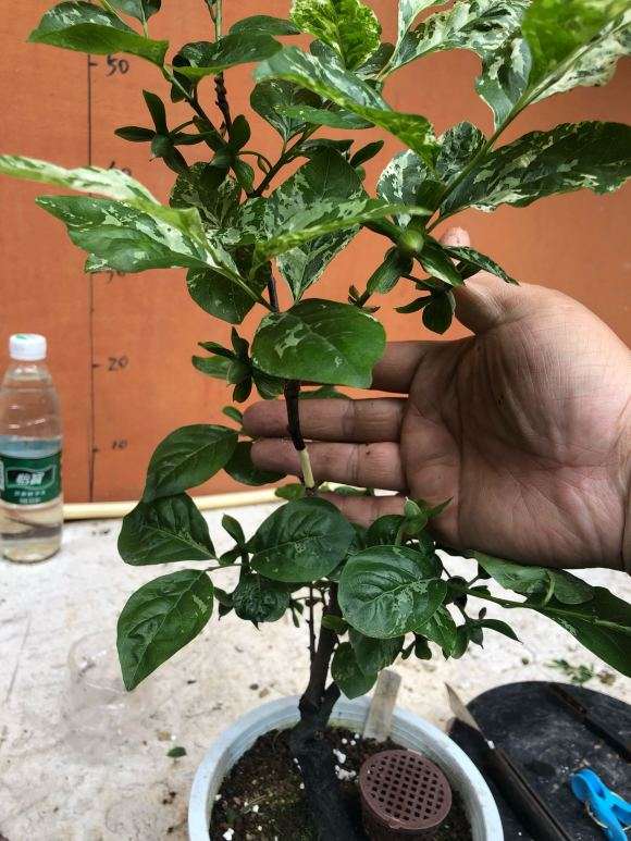 图解 老鸦柿下山桩怎么高压的9个步骤