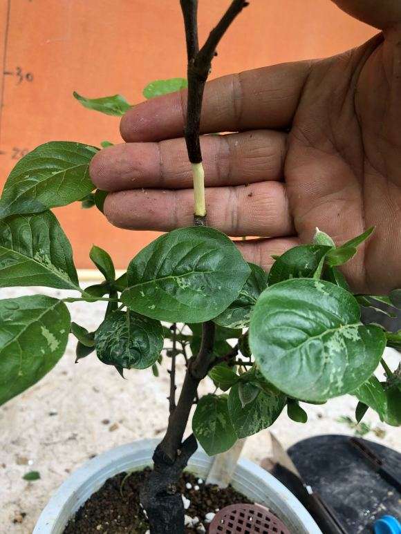 图解 老鸦柿下山桩怎么高压的9个步骤