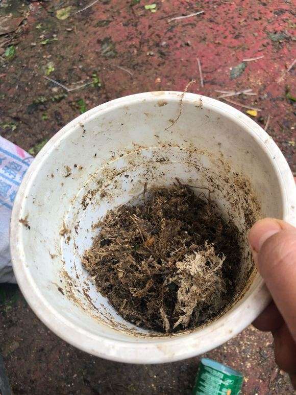 图解 老鸦柿下山桩怎么高压的9个步骤