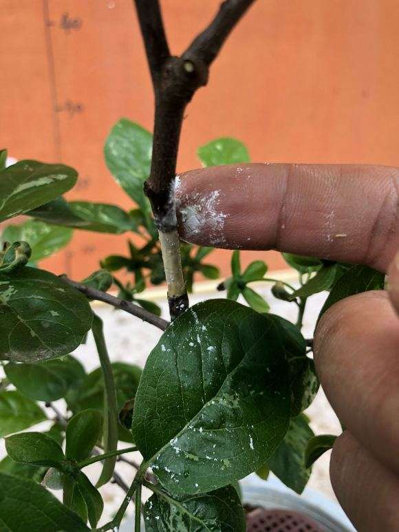 图解 老鸦柿下山桩怎么高压的9个步骤