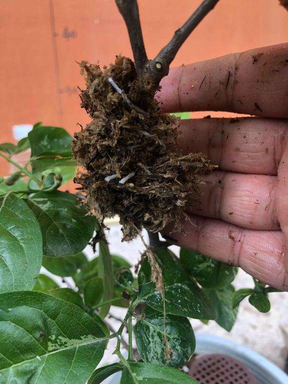 图解 老鸦柿下山桩怎么高压的9个步骤