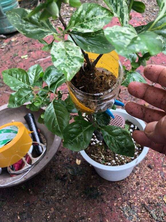 图解 老鸦柿下山桩怎么高压的9个步骤