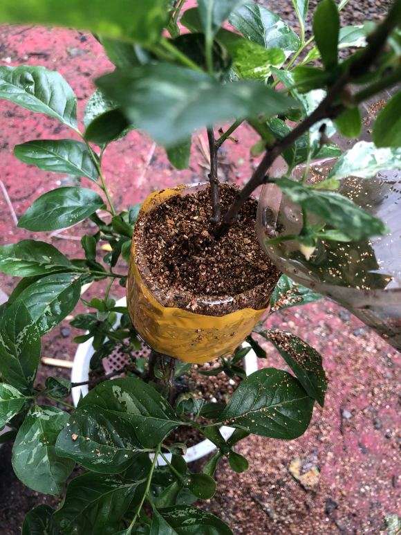 图解 老鸦柿下山桩怎么高压的9个步骤